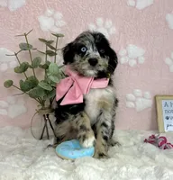 Bailey, a female Miniature Bernedoodle for sale in Noblesville, IN – 3 of 5