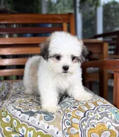 Maverick - under 10 lbs!, a male Maltese and Shih Tzu for sale in Noblesville, IN – 6 of 10