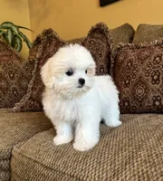 Theo, a male Maltese and Mal Shi for sale in Noblesville, IN – 6 of 10