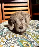 Lily, a female Labradoodle and Miniature Bernedoodle for sale in Noblesville, IN – 9 of 9