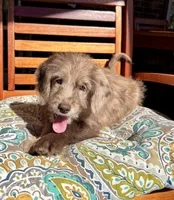 Lily, a female Labradoodle for sale in Noblesville, IN – 10 of 10