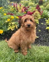 Lola, a female Miniature Goldendoodle for sale in Noblesville, IN – 7 of 9