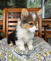 Bambi CKC, a female Pembroke Welsh Corgi for sale in Noblesville, IN – 7 of 7