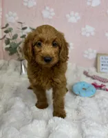Lexi, a female Miniature Goldendoodle for sale in Noblesville, IN – 3 of 7