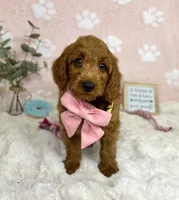 Lexi, a female Miniature Goldendoodle for sale in Noblesville, IN – 7 of 7