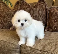Theo, a male Maltese and Mal Shi for sale in Noblesville, IN – 2 of 10