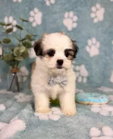 Maverick - under 10lbs!, a male Maltese and Shih Tzu for sale in Noblesville, IN – 8 of 9