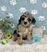 Benny, a male Miniature Bernedoodle for sale in Noblesville, IN – 3 of 5
