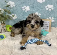 Benny, a male Miniature Bernedoodle for sale in Noblesville, IN – 2 of 5