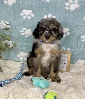 Barkley, a male Miniature Bernedoodle for sale in Noblesville, IN – 5 of 6