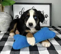 Anderson , a male Australian Shepherd for sale in Noblesville, IN – 3 of 3