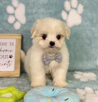 Teddy under 10lbs!, a male Mal Shi for sale in Noblesville, IN – 2 of 9