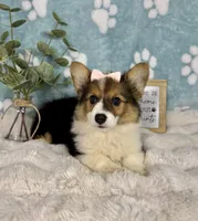 Bambi, a female Pembroke Welsh Corgi for sale in Noblesville, IN – 3 of 6