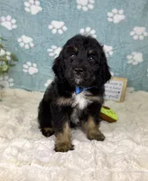 Benson, a male Miniature Bernedoodle for sale in Noblesville, IN – 2 of 6