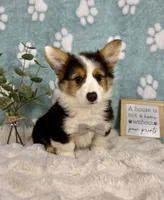 Brooks, a male Pembroke Welsh Corgi for sale in Noblesville, IN – 4 of 7
