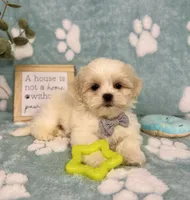 Milo under 10lbs!, a male Maltese and Shih Tzu for sale in Noblesville, IN – 2 of 8