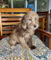 Lilly, a female Labradoodle for sale in Noblesville, IN – 3 of 4