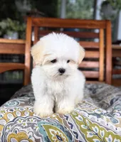 Peanut - under 10lbs!, a male Maltese and Shih Tzu for sale in Noblesville, IN – 6 of 9