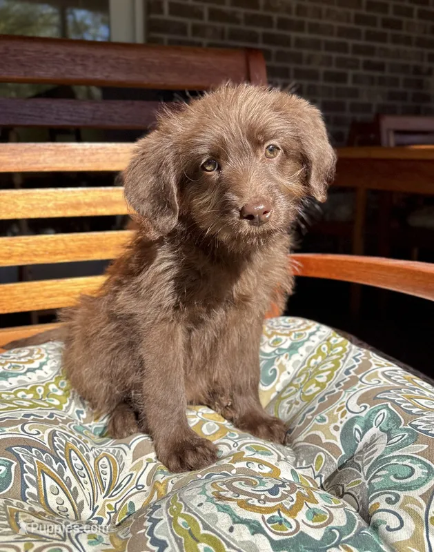 Chloe – Labradoodle puppy for sale in Noblesville, IN