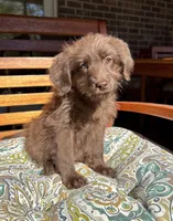 Chloe, a female Labradoodle for sale in Noblesville, IN – 1 of 6