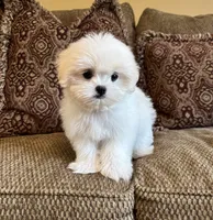 Theo, a male Maltese and Mal Shi for sale in Noblesville, IN – 1 of 10