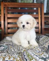 Miles - under 10lbs!, a male Mal Shi for sale in Noblesville, IN – 6 of 7
