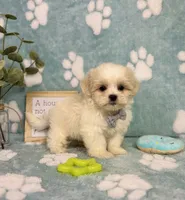 Milo under 10lbs!, a male Maltese and Shih Tzu for sale in Noblesville, IN – 5 of 8