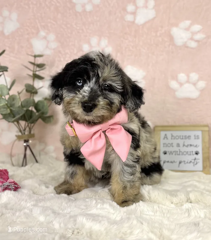Brooklyn – Miniature Bernedoodle puppy for sale in Noblesville, IN