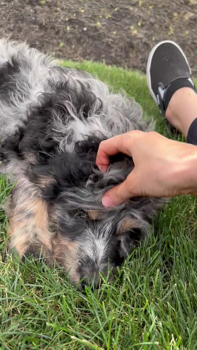 Barkley , a male Miniature Bernedoodle for sale in Noblesville, IN – 6 of 6