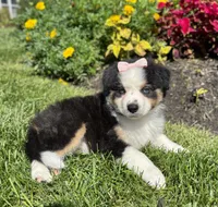 Allie, a female Miniature American Shepherd for sale in Noblesville, IN – 7 of 8