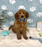 Zane , a male Miniature Goldendoodle for sale in Noblesville, IN – 5 of 5