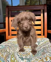 Chloe, a female Labradoodle for sale in Noblesville, IN – 4 of 6