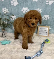 Jackson, a male Miniature Goldendoodle for sale in Noblesville, IN – 2 of 7