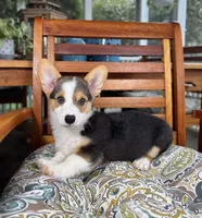 Beckham CKC , a male Pembroke Welsh Corgi for sale in Noblesville, IN – 6 of 7