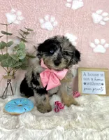 Brooklyn, a female Miniature Bernedoodle for sale in Noblesville, IN – 2 of 5