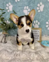 Beckham CKC , a male Pembroke Welsh Corgi for sale in Noblesville, IN – 8 of 9