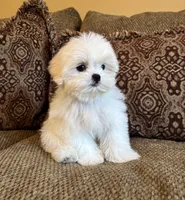Theo, a male Maltese and Mal Shi for sale in Noblesville, IN – 4 of 10