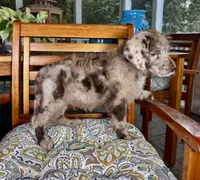 Chip, a male Labradoodle for sale in Noblesville, IN – 3 of 6
