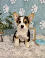 Beckham CKC , a male Pembroke Welsh Corgi for sale in Noblesville, IN – 7 of 9