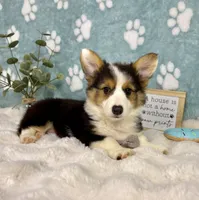 Brooks CKC, a male Pembroke Welsh Corgi for sale in Noblesville, IN – 4 of 7