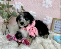 Bailey, a female Miniature Bernedoodle for sale in Noblesville, IN – 1 of 5