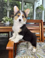 Brooks CKC, a male Pembroke Welsh Corgi for sale in Noblesville, IN – 1 of 9