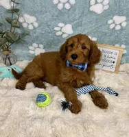 Zane , a male Miniature Goldendoodle for sale in Noblesville, IN – 6 of 8
