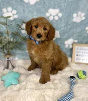 Zane, a male Miniature Goldendoodle for sale in Noblesville, IN – 3 of 5