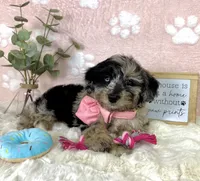 Brooklyn, a female Miniature Bernedoodle for sale in Noblesville, IN – 4 of 5