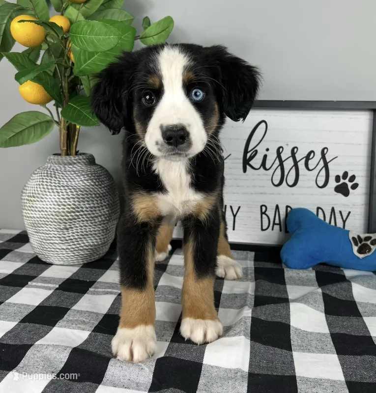 Anderson  – Australian Shepherd puppy for sale in Noblesville, IN