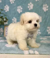 Peanut under 10lbs!, a male Maltese and Shih Tzu for sale in Noblesville, IN – 6 of 8