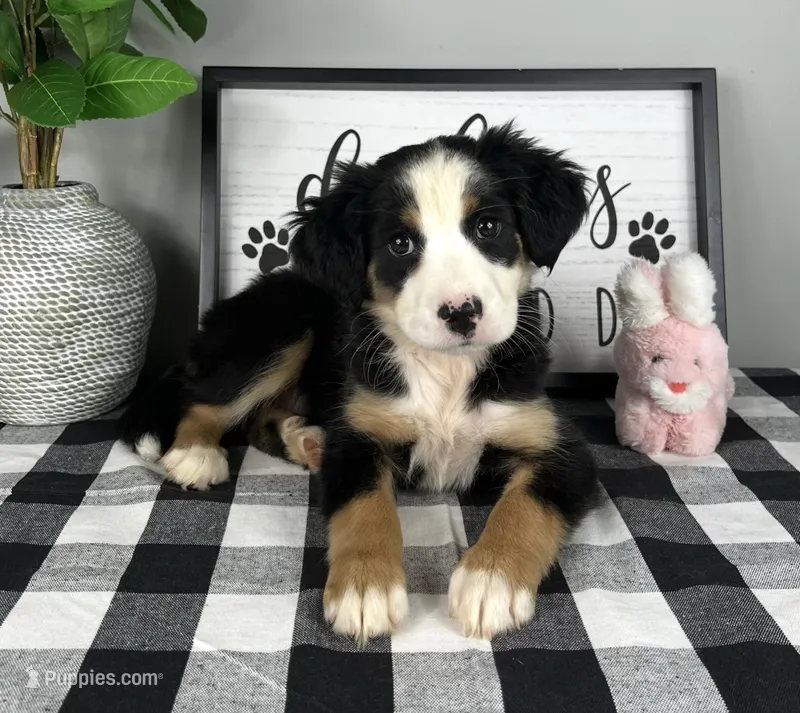 Allie – Australian Shepherd puppy for sale in Noblesville, IN