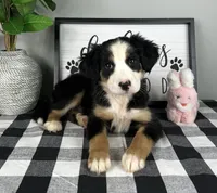 Allie, a female Australian Shepherd for sale in Noblesville, IN – 1 of 4