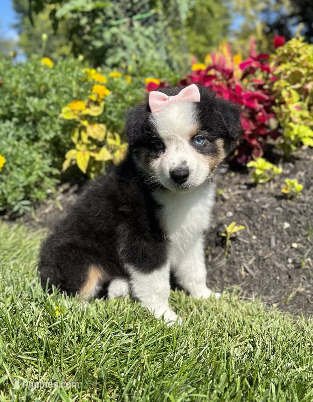 Allie – Miniature American Shepherd puppy for sale in Noblesville, IN